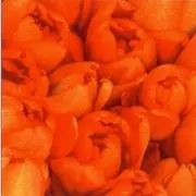 akciós szalvéta húsvéti sorozat tulipán akciós szalvéta húsvéti sorozat tulipán
